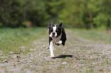 BOSTON TERRIER 217